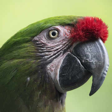 Green Parrot